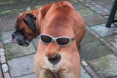 dog